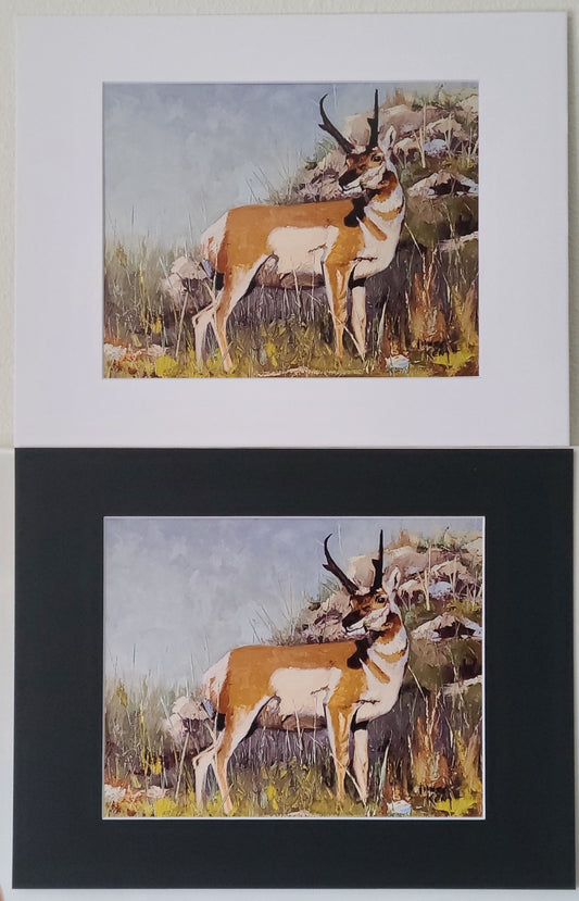 " Watchful " Pronghorn Matted Print