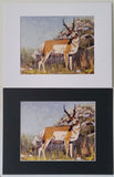 " Watchful " Pronghorn Matted Print