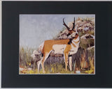 " Watchful " Pronghorn Matted Print