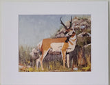 " Watchful " Pronghorn Matted Print