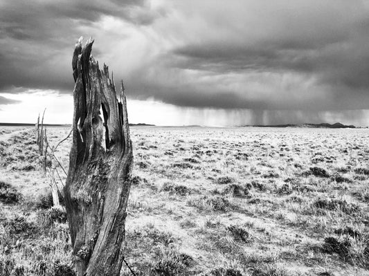 " Weathered " Old Fence Post Photo on Metal