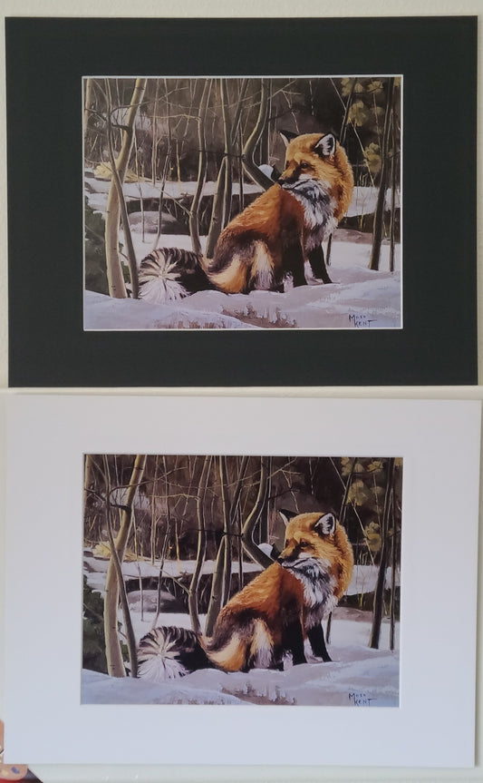 " Winter Fox " Red Fox Matted Print