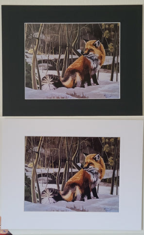 " Winter Fox " Red Fox Matted Print