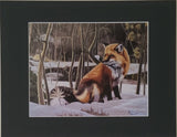 " Winter Fox " Red Fox Matted Print