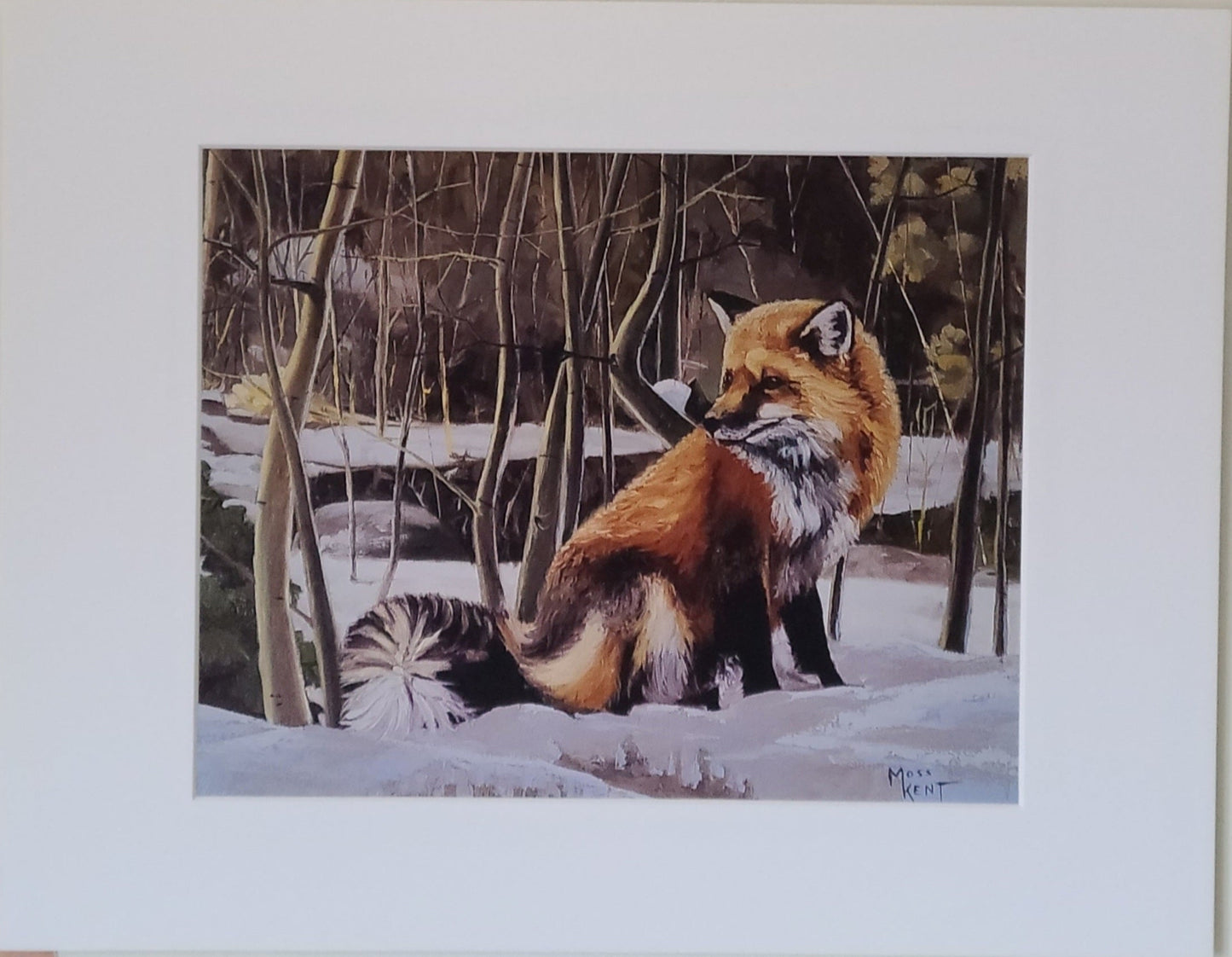 " Winter Fox " Red Fox Matted Print