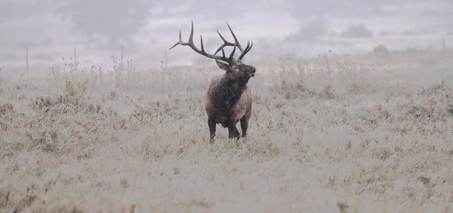 Winter is Coming, photograph of Wyoming Bull Elk Bugeling by Photographer Jason Sondgeroth