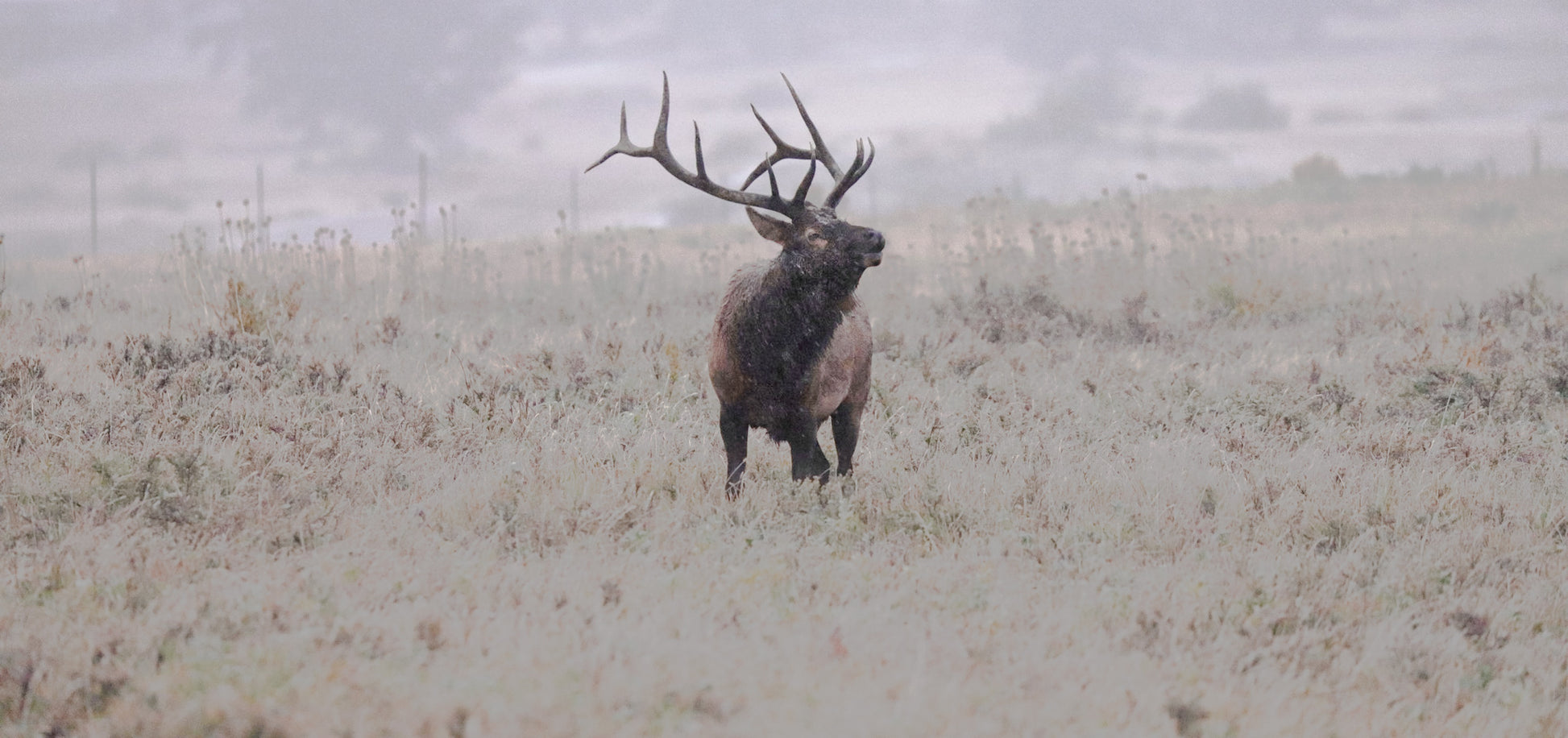 Winter is Coming, photograph of Wyoming Bull Elk Bugeling by Photographer Jason Sondgeroth