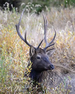 "Taking A Break" Bull Elk  Photograph