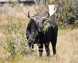 "  Moose Munchies " Moose  Photo Gifts