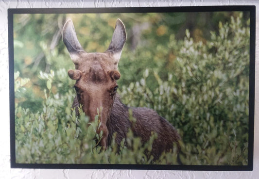 Young bull moose calf keeping an eye out in the Snowy Range Mountains of Wyoming. Metal print