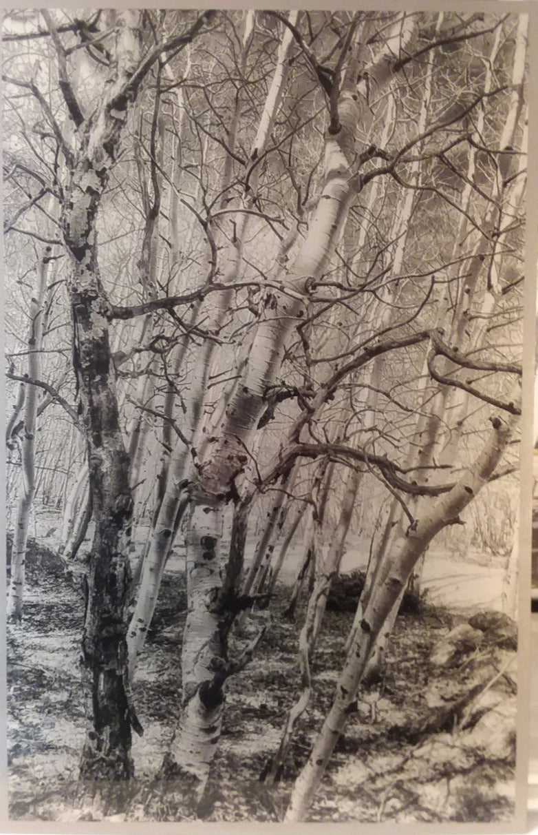 Black and white metal photograph of twisted aspen trees after they have lost all of their leaves.