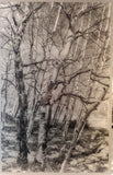 Black and white metal photograph of twisted aspen trees after they have lost all of their leaves.