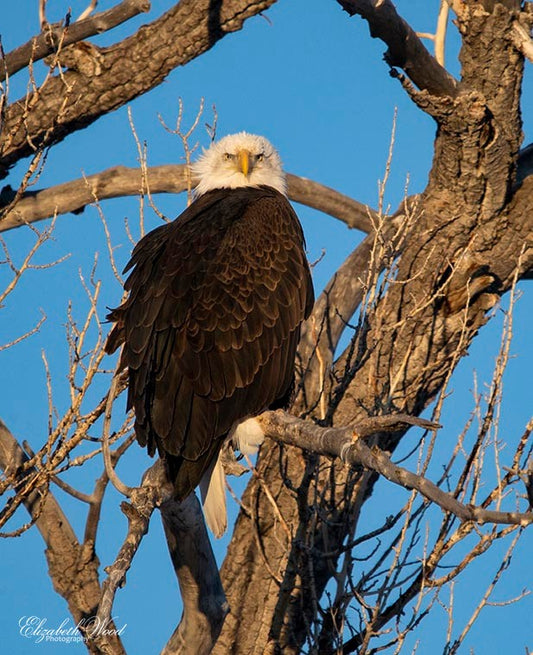 framed photo of bald eagle in a tree