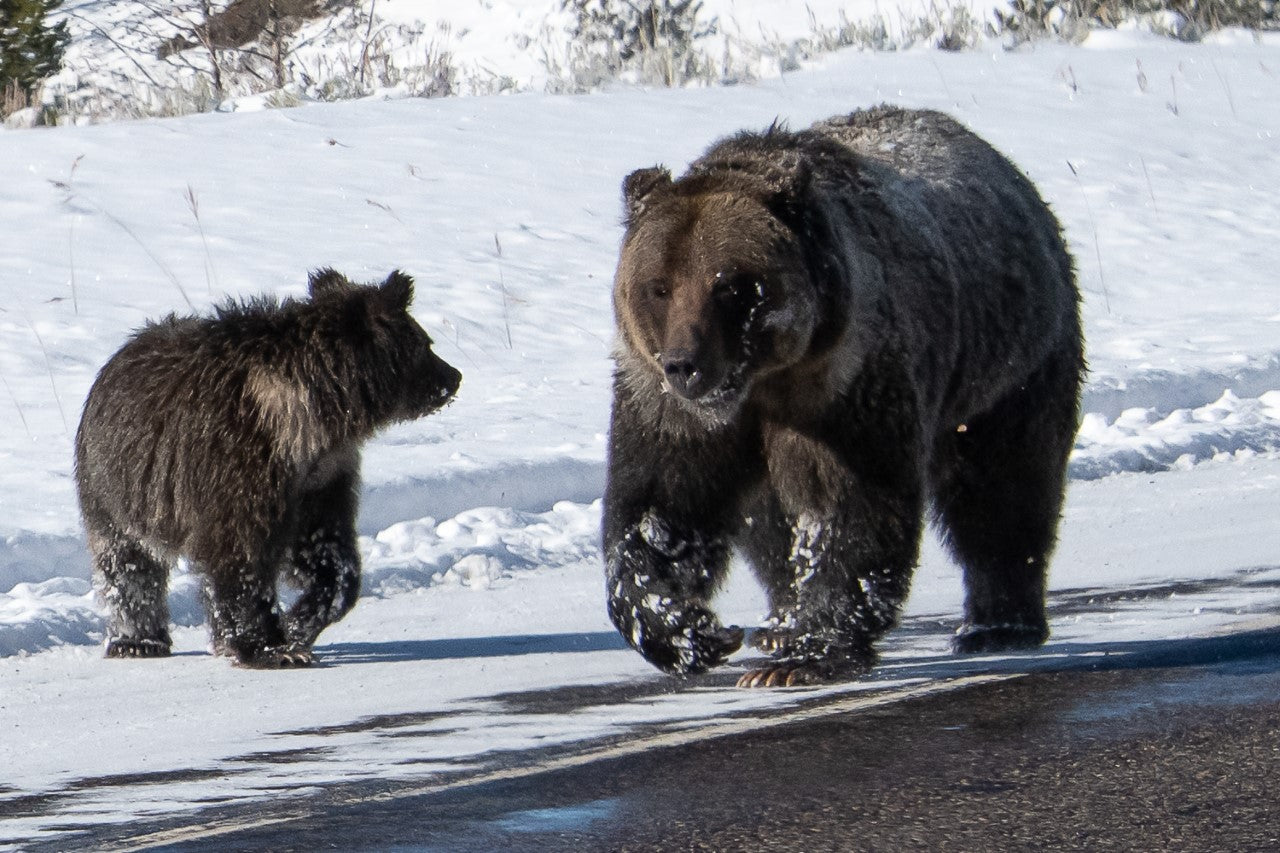 Felicia And Pepper Photographer: Carol Westbrook Felicia And Pepper are the Sow bear and one of her Cubs of the Year in Yellowstone National Park in 2020  18" long x 12" high metal print  Black aluminum mount on the back     Laramie Chamber Spring 2022 Exhibition