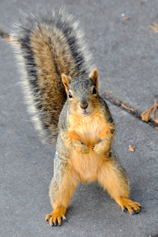 " What? " Squirrel Greeting Card