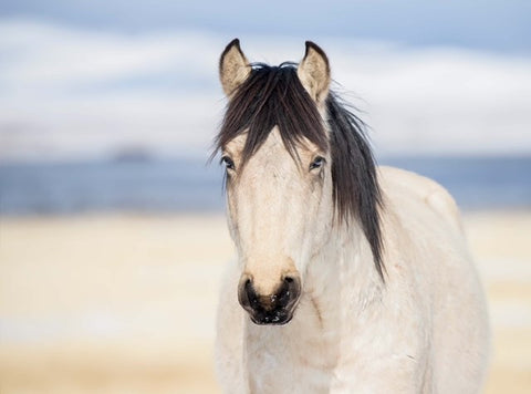  Wyoming Wild Horse Portrait Photographer: Jason Sondgeroth   Wild Horse with black mane and nose facing camera  19" long x 14" high x 1" wide   Photograph on canvas  Photo wraps around the edges  Beautiful photograph for any room in the home  Canvas on wooden frame  Wire hanger on the back for hanging the photograph