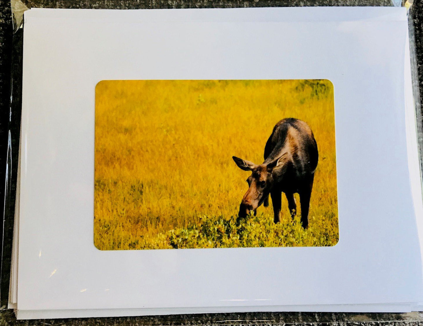 Wyoming wildlife Images of cow moose,, elk, mountain goat, bison, phronghorn